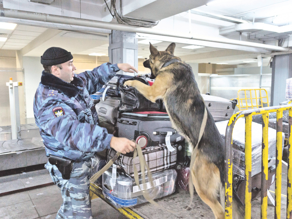 Работа кинолога и его питомца в аэропорту Толмачёво (г. Новосибирск) 