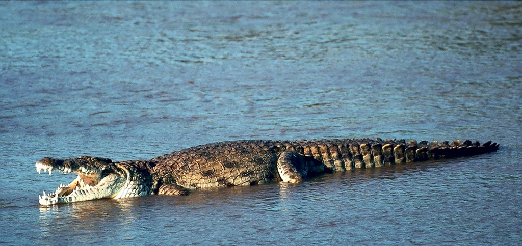 Куда девался крокодил 2.jpg