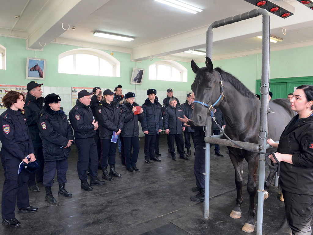 ФОТО: Антона Полынова / Лошадь помещается в фиксирующий станок для прохождения лечебных процедур