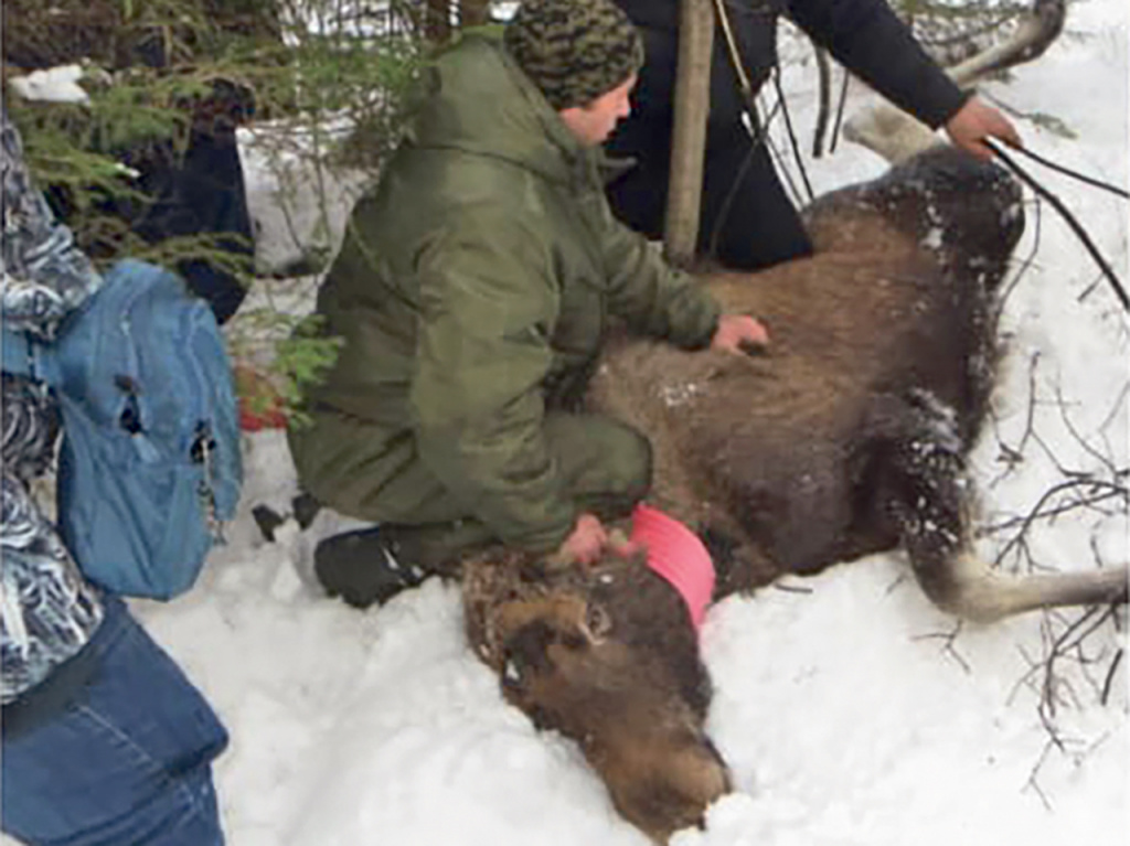 Операция по спасению завершилась благополучно