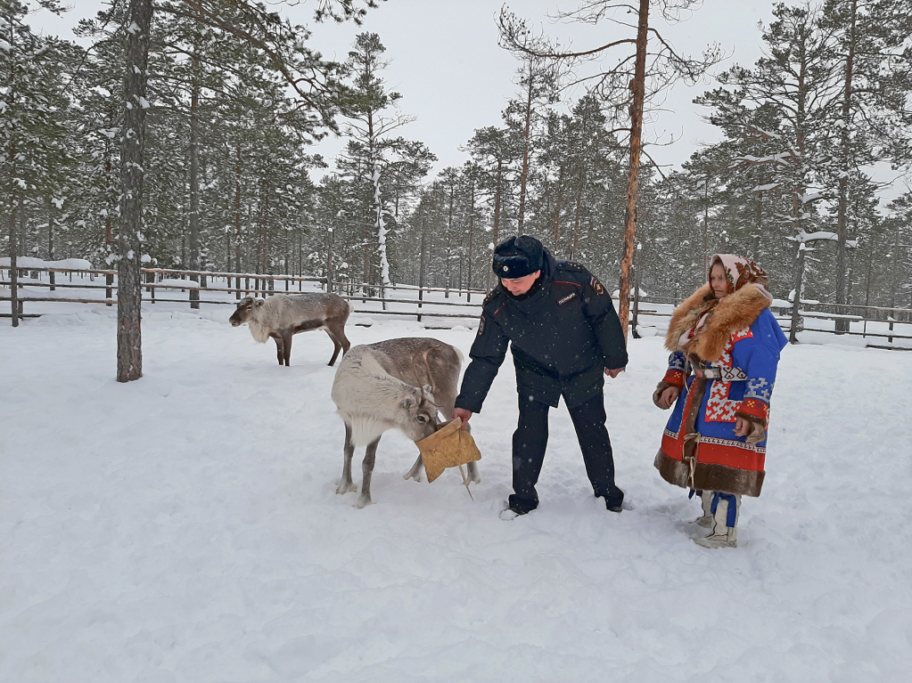 Олени для хантов - это не только домашние животные, но и транспорт