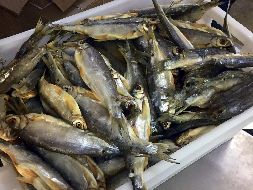 Донская шемая и рыбец, изъятые у браконьеров