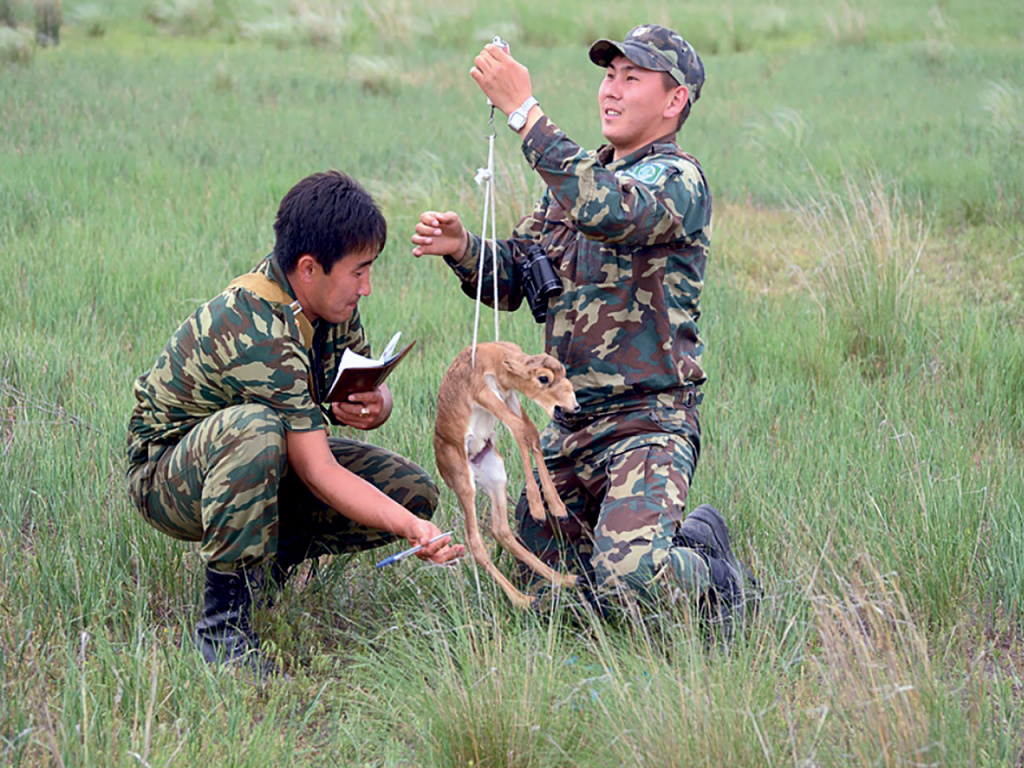 Работы по сбору морфометрических параметров новорождённых сайгачат