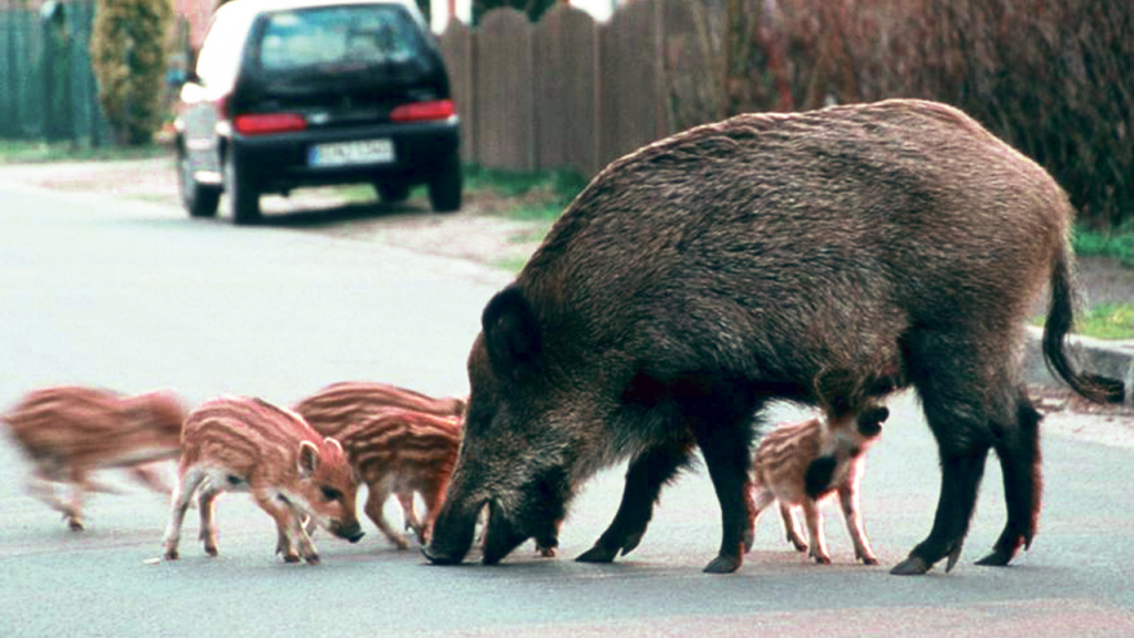 Зоологи зверям не рады
